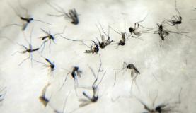  Entidade questiona uso de larvicidas e fumacê para conter infestação por Aedes