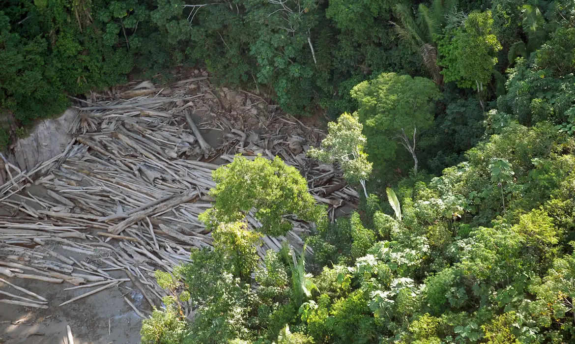 Em 40 anos, Amazônia perdeu área de vegetação do tamanho da França