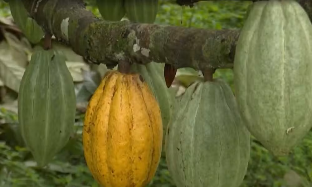Lula sanciona PL que reconhece Ilhéus como capital nacional da rota do cacau e do chocolate