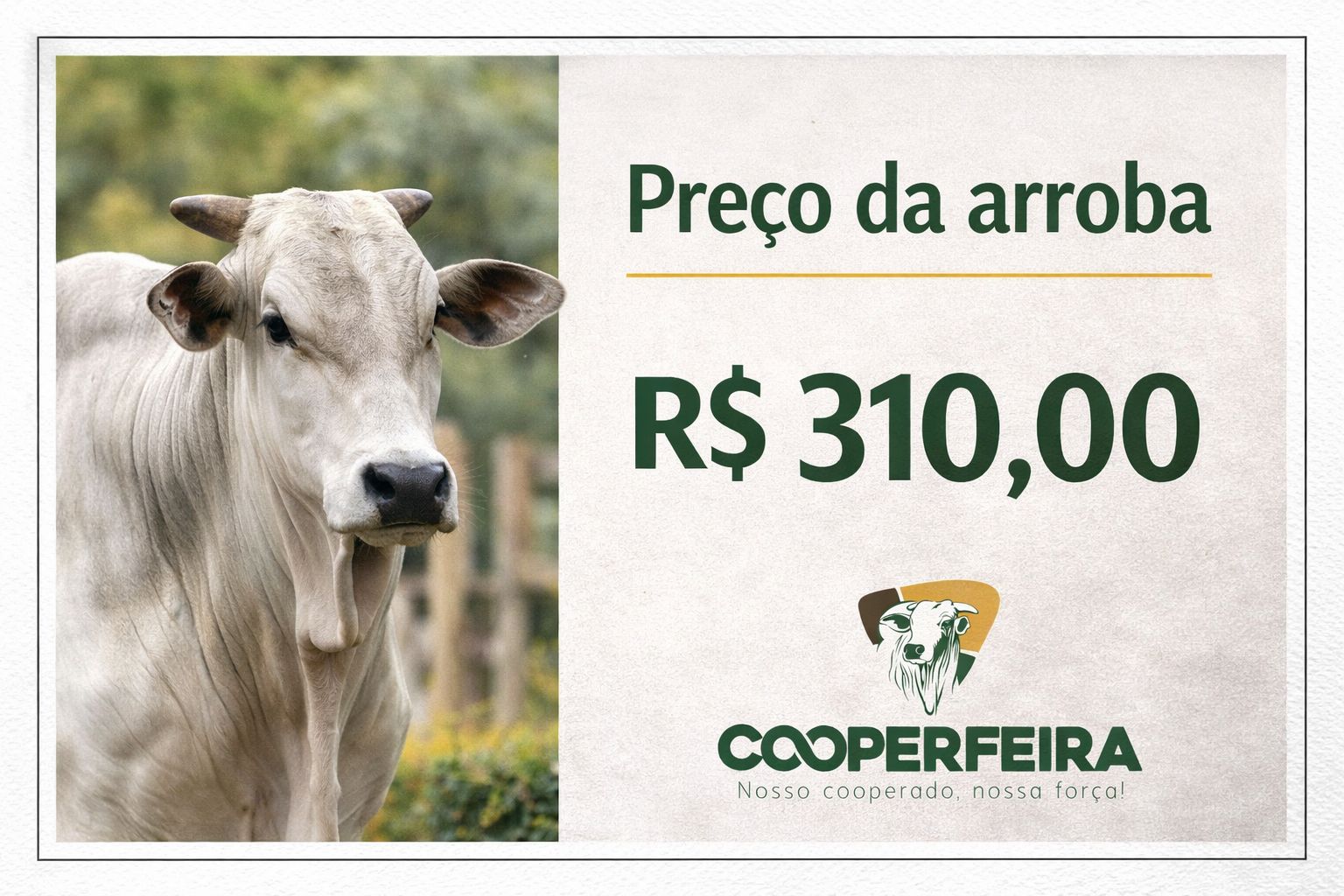 Arroba do boi se mantém em R$ 310 pela terceira semana e mercado inicia 2026 em estabilidade, informa Cooperfeira