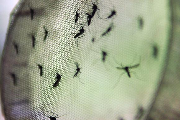 11 cidades baianas têm risco de epidemia de dengue