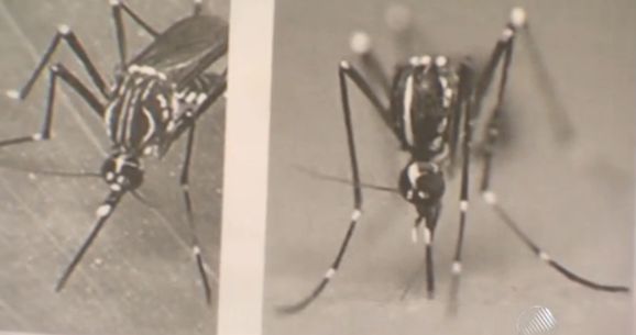 Outro mosquito pode estar causando doenças
