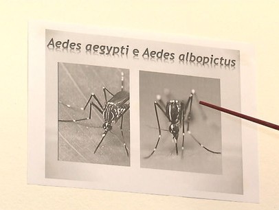  Larvas infectadas com dengue são identificadas em outro mosquito