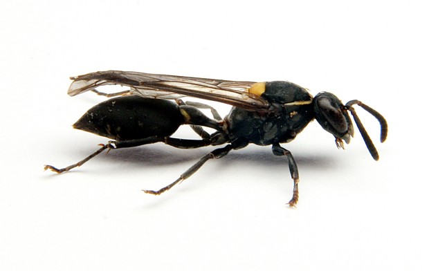 Veneno de vespa brasileira mata célula de câncer