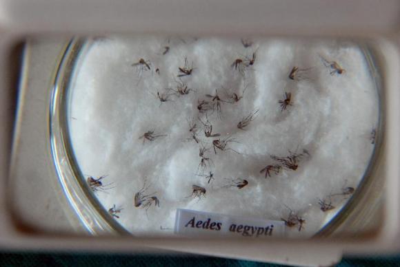  Fiocruz amplia projeto com mosquitos da dengue modificados em laboratório