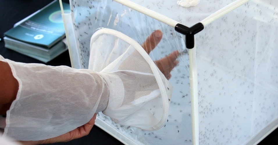 Projeto de mosquito Aedes transgênico será expandido na Bahia
