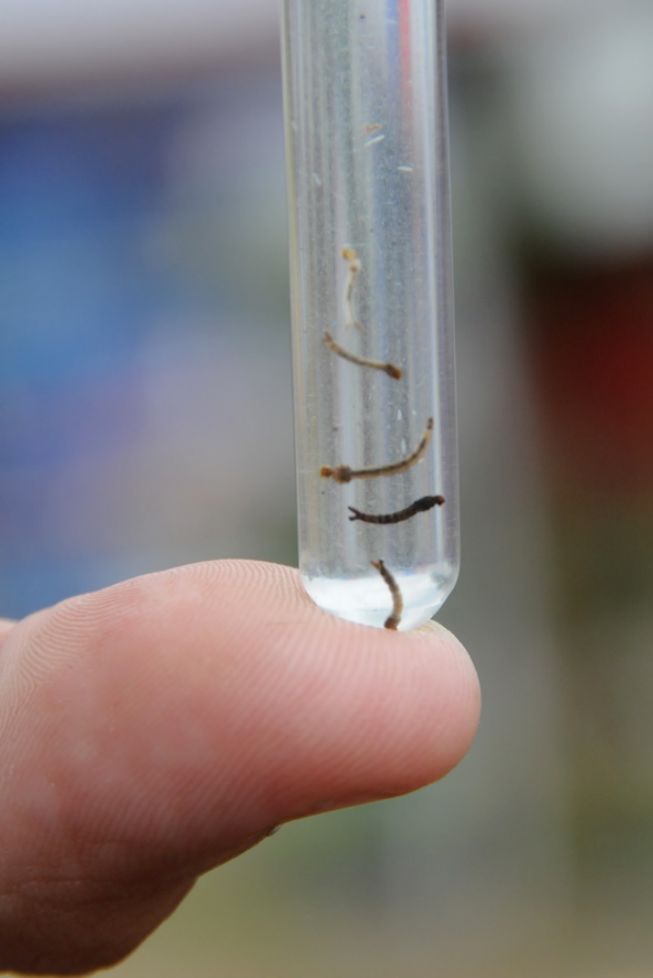 Antes das chuvas, feirense deve adotar medidas de prevenção contra mosquito aedes