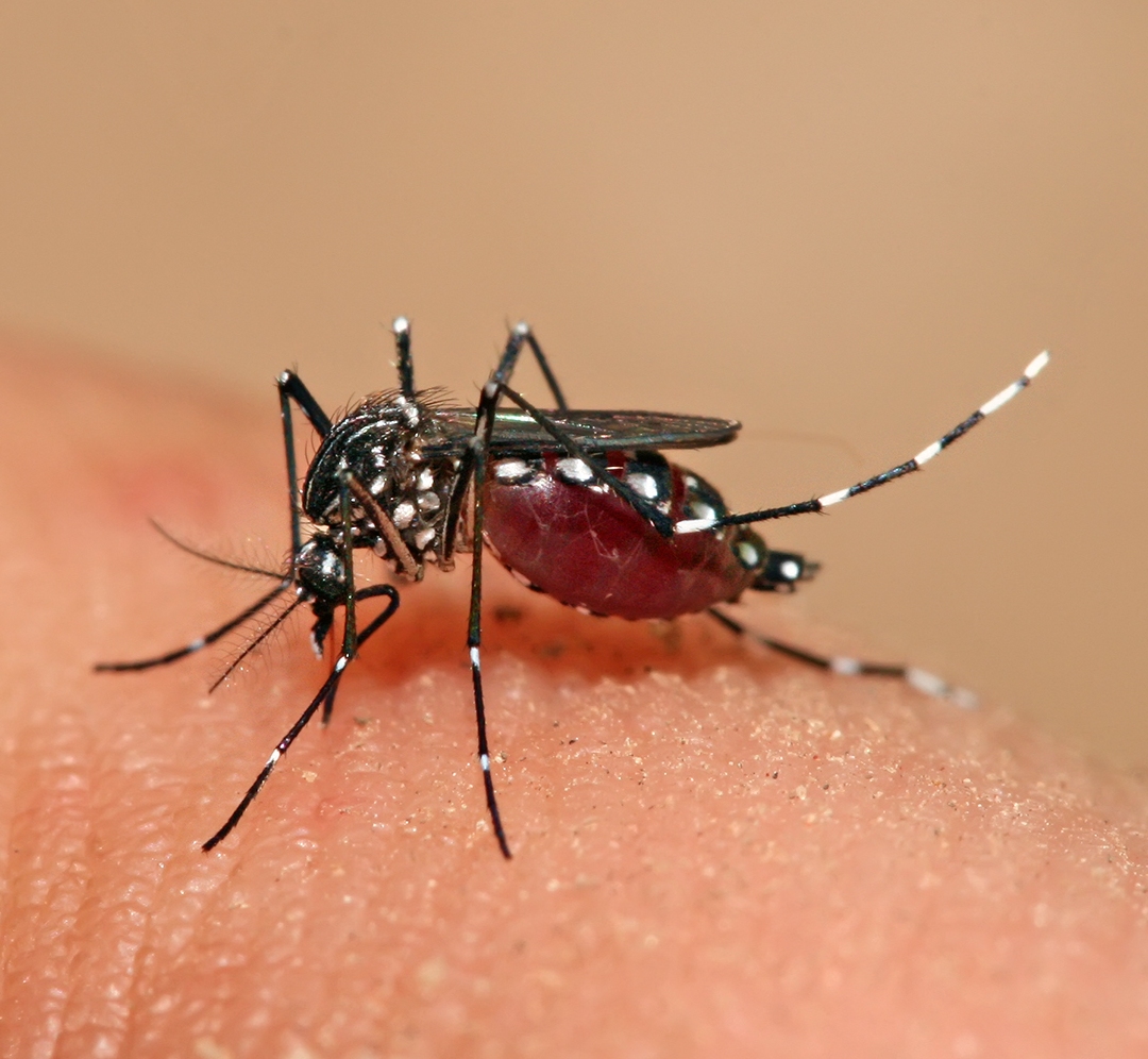 Brasil confirma 3 primeiras mortes por chikungunya em 2015