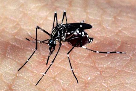 Zika deve chegar a quase todos os países das Américas, alerta Opas