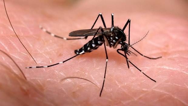 Faculdade Pitágoras promove atividades para combate ao Aedes aegypti
