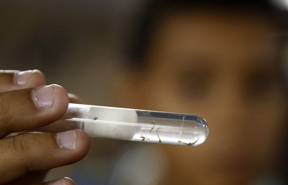 Zika: novo método é mais eficaz para destruir ovos de mosquito