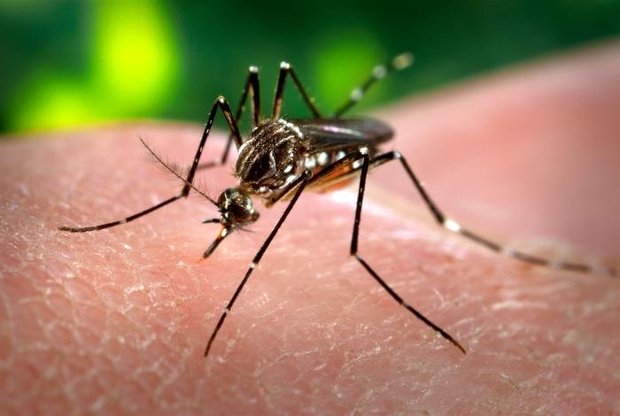 Pesquisa sobre vírus Zika em Pernambuco está parada