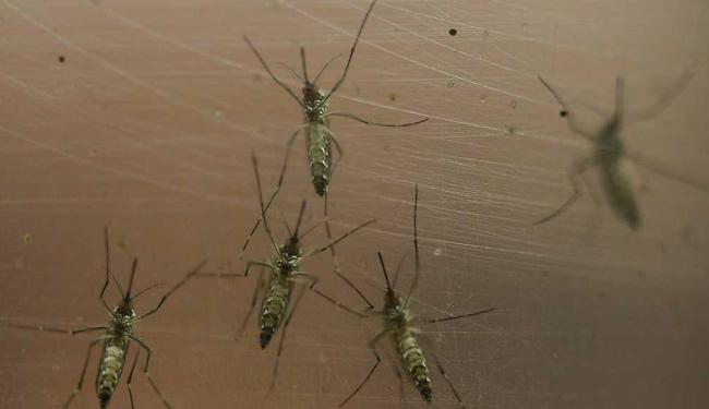 OMS sugere que estrangeiros fiquem distantes de locais pobres para evitar zika