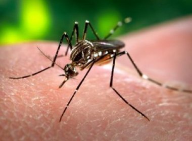 OMS muda orientação sobre sexo para viajantes em áreas atingidas pelo zika