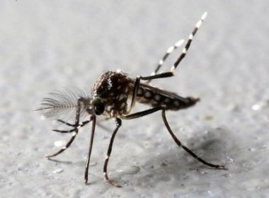 Ministério da Saúde institui Dia Nacional de Combate ao mosquito Aedes aegypti