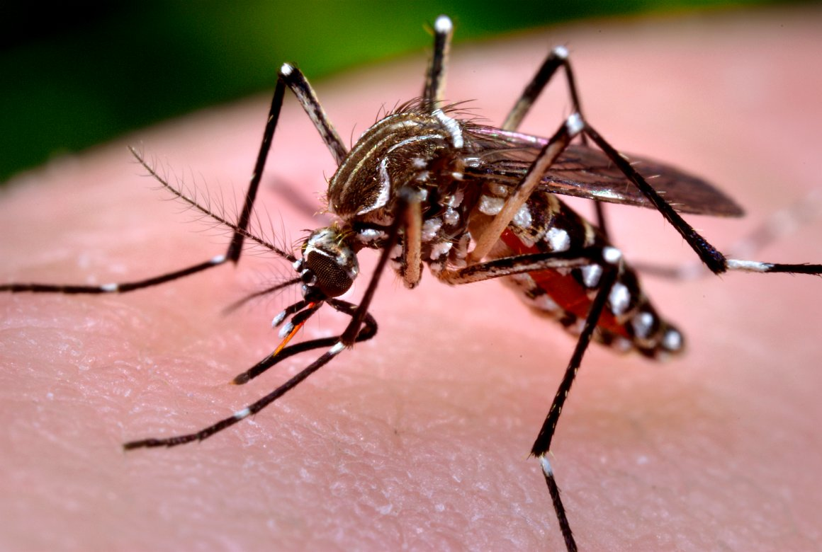 Dia D de Mobilização contra o aedes acontece amanhã em Feira