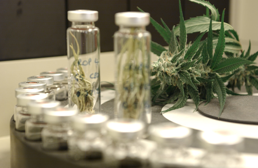 Anvisa aprova pela primeira vez registro de remédio à base de maconha