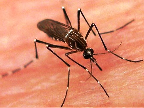 Número de mortes confirmadas por febre amarela em Minas Gerais chega a 32