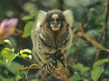 Confirmado segundo caso de macaco com febre amarela em Feira de Santana