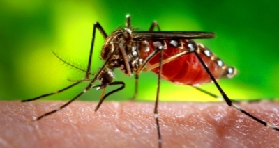 Risco de contrair febre amarela pode ser menor para quem já teve dengue