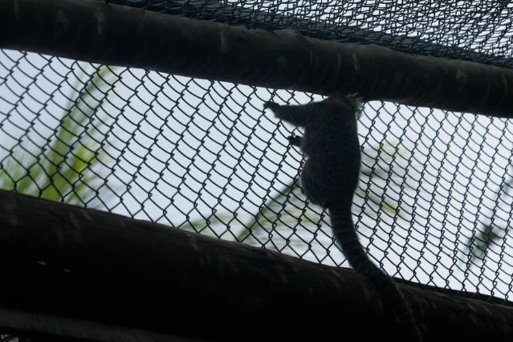 Número de macacos infectados com febre amarela cresce 77%