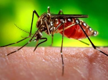 Ministério da Saúde anuncia fim da emergência em saúde pública por zika e microcefalia