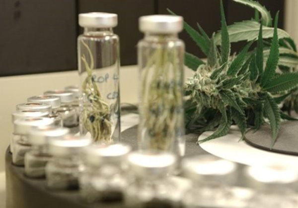 Justiça obriga prefeitura de Salvador a comprar remédio à base de maconha
