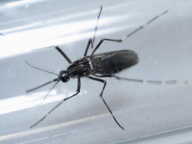 Remédio contra malária pode ajudar a proteger fetos do vírus da zika