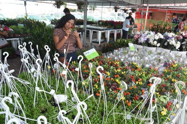 Festival de Flores de Holambra é montado pela primeira vez na praça do Fórum