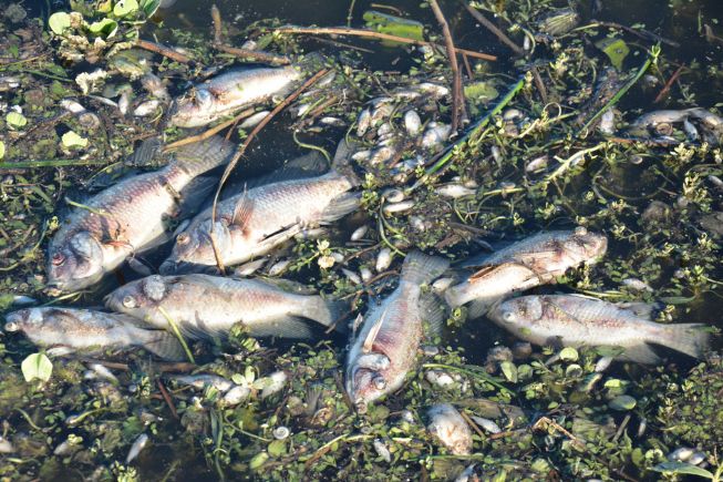 Semmam vai investigar morte de peixes em lagoa na Conceição II