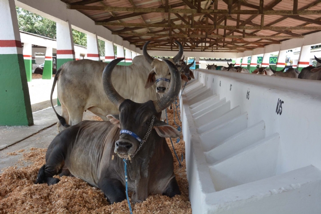 Animais começam a ocupar seus espaços no Parque de Exposição