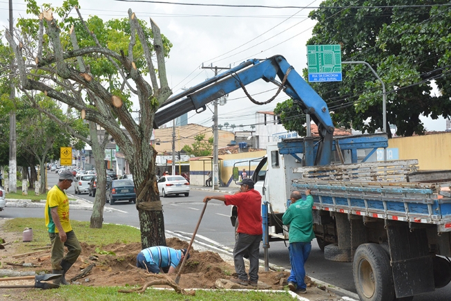 Devido a construção de binário, árvores são transplantadas da avenida Maria Quitéria para o Parque da Cidade