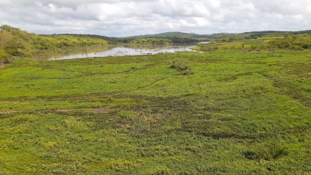 Poluição e proliferação de baronesas no Rio Jacuípe preocupam ribeirinhos e pescadores