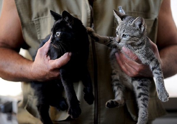Rússia registra a Carnivac-Cov, primeira vacina do mundo para animais infectados pelo coronavírus