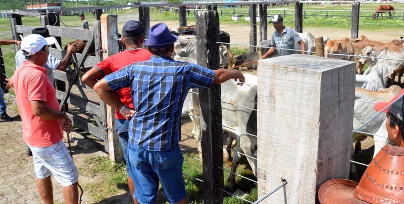 Prefeitura realiza cadastro de pecuaristas para facilitar uso do Matadouro Campo do Gado