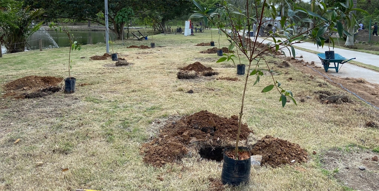 Parque de Feira de Santana ganha alameda de quaresmeiras