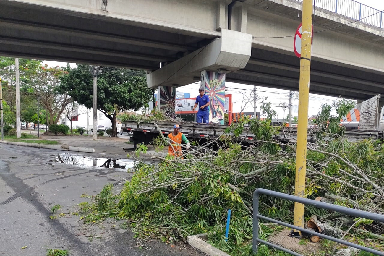 Feira de Santana: fortes ventos, raios e chuva derrubam árvores pela cidade; Prefeitura trabalha para desobstruir vias