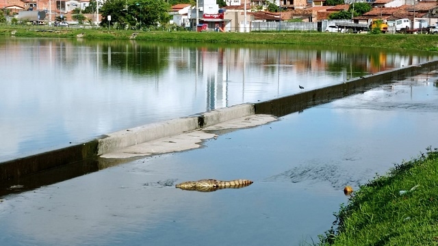 Jacaré da Lagoa Grande, em FSA, é encontrado ferido