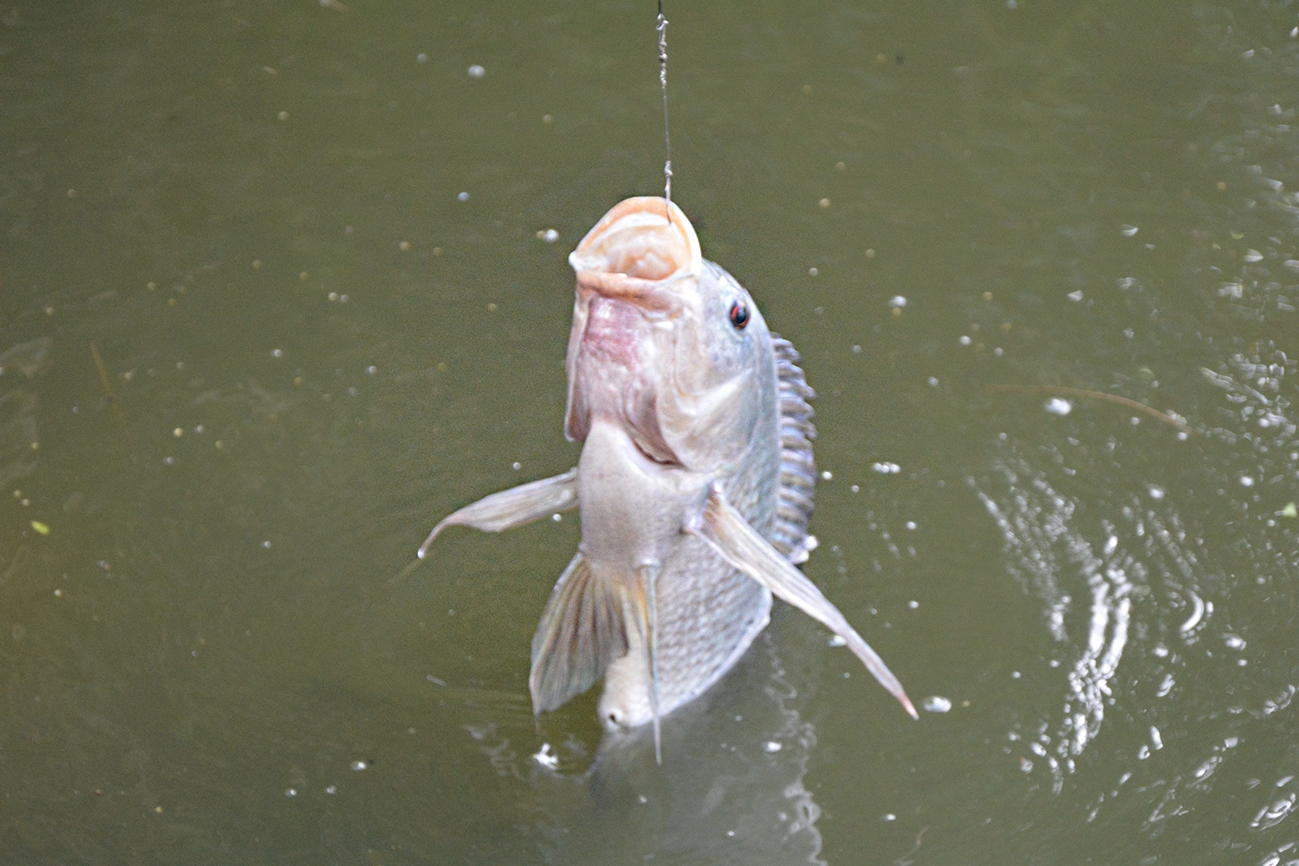 Prefeitura de Feira realiza 7ª edição da Pesca Solidária, nesta quarta-feira (13)