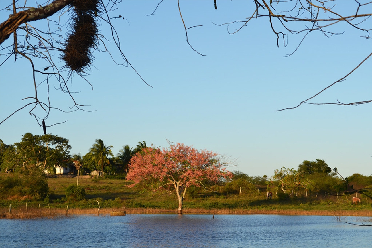 Palestras e ações socioambientais abrem Semana do Meio Ambiente, em Feira