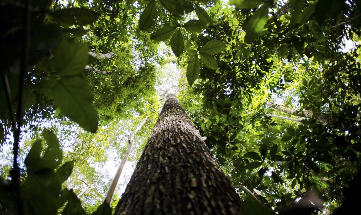 Brasil, Indonésia e Congo firmam aliança para preservar florestas tropicais