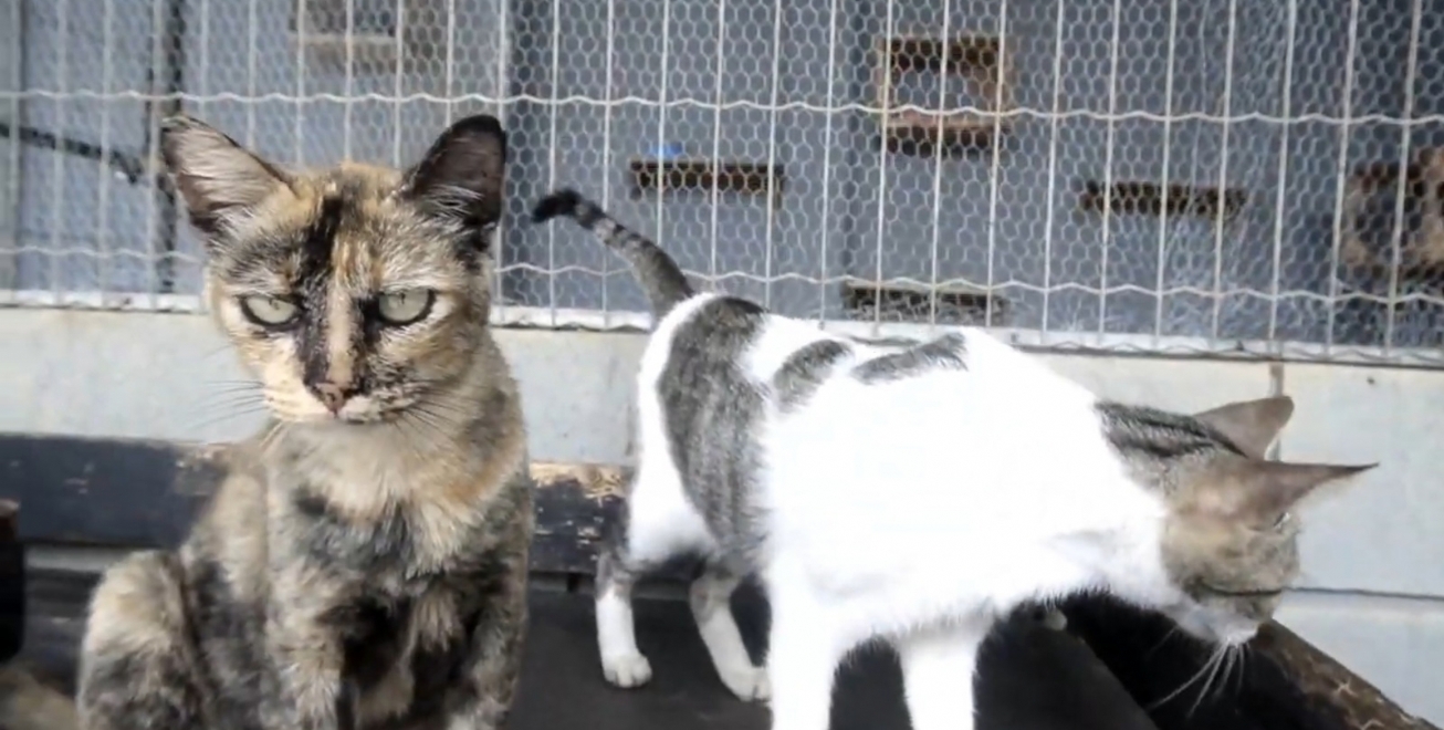 Centro de Zoonoses atendeu 361 casos de abandono e maus-tratos de animais ano passado