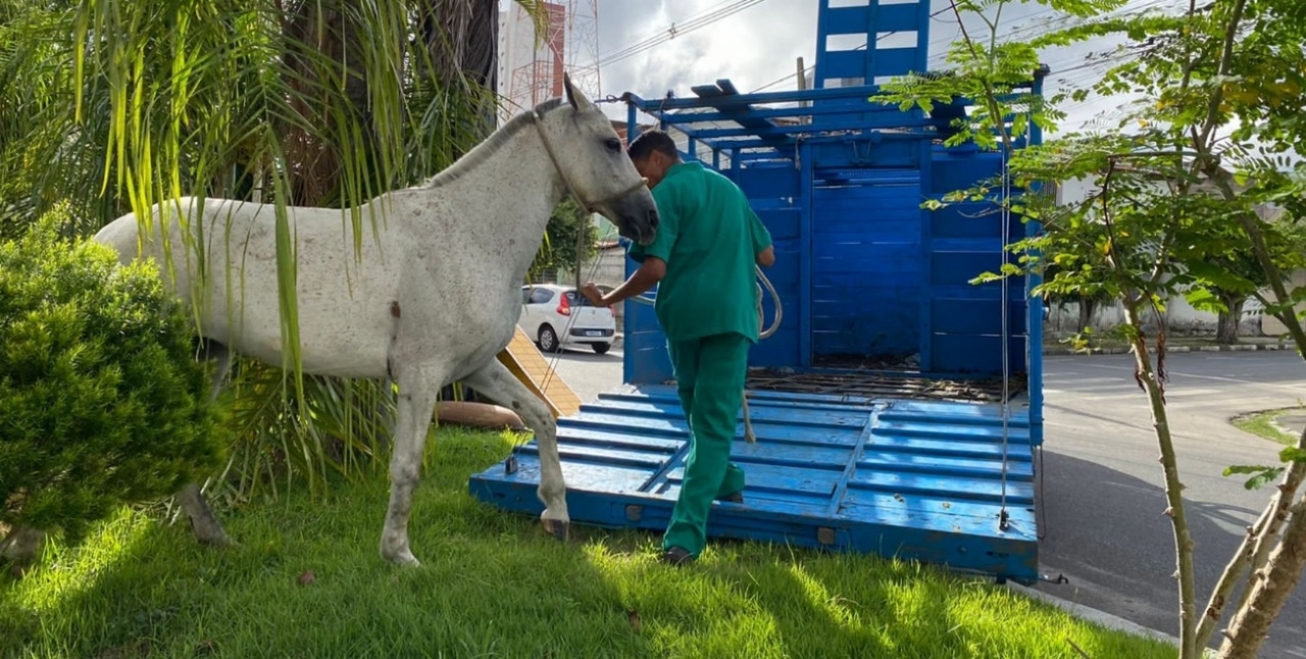 Centro de Zoonoses de Feira de Santana intensifica recolhimento de cavalos em vias públicas
