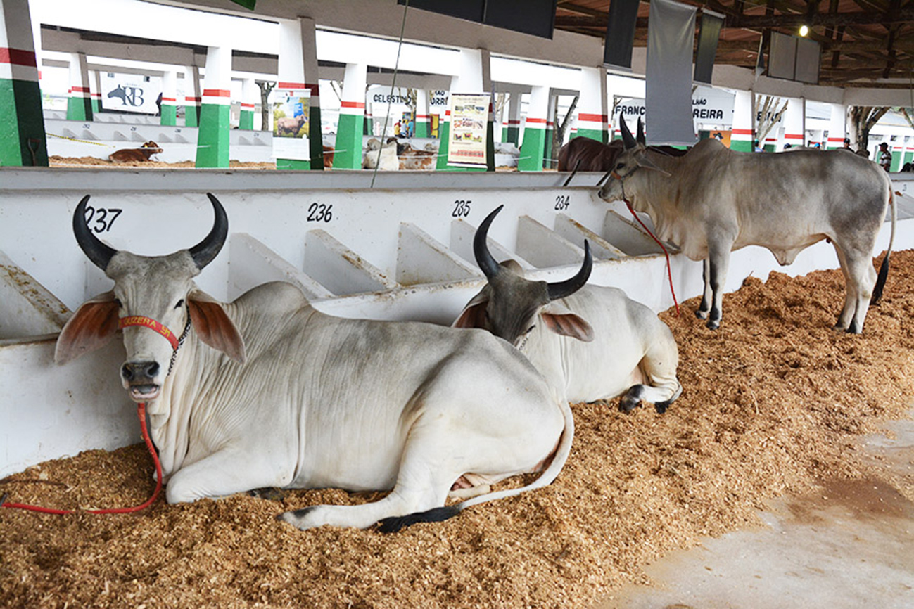 Começam os preparativos para Expofeira 2023