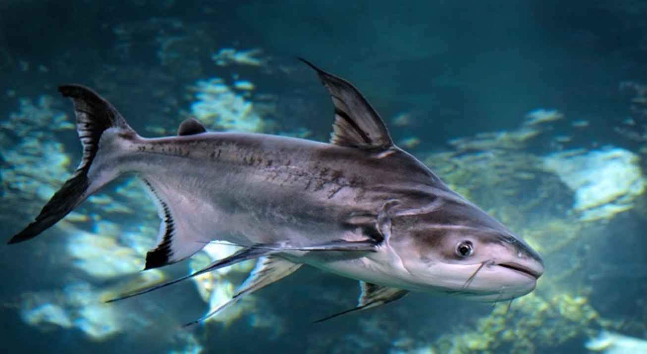 Ocorrência de peixe natural do Vietnã no rio Jacuípe preocupa Semmam