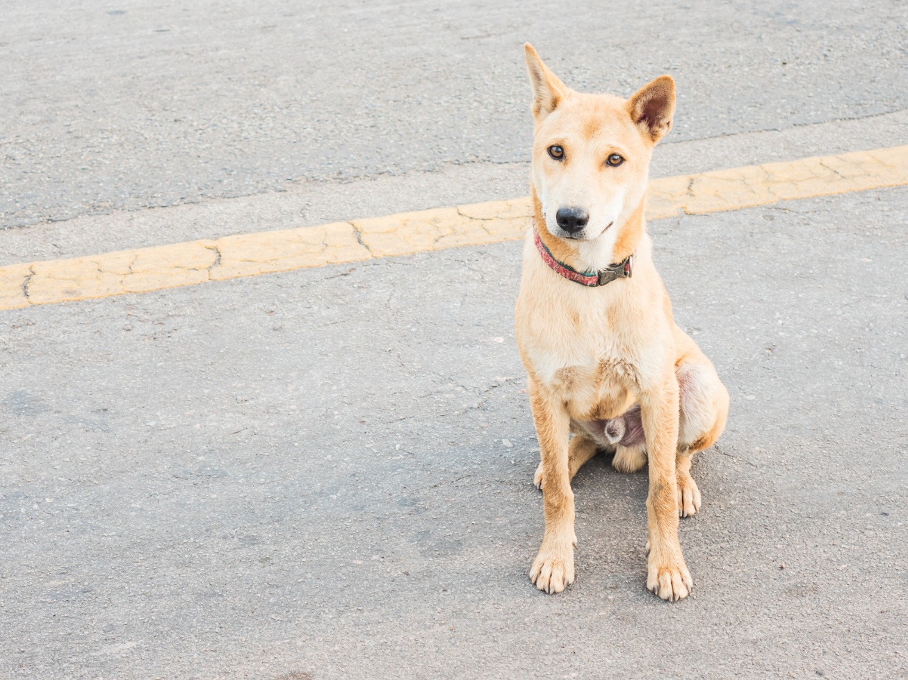 Lei Municipal amplia sanções a condutor que atropela animal e não presta o devido socorro