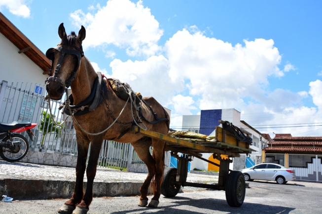 Audiência pública vai discutir sobre veículos de tração animal das ruas de Feira