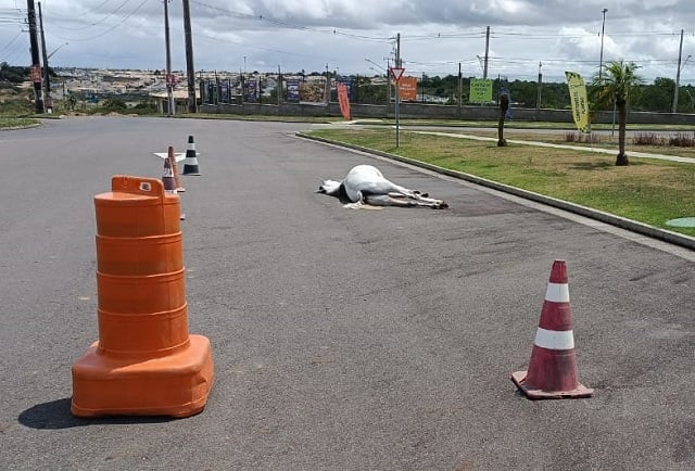 Cavalo morto a tiros, neste domingo, em FSA, durante execução de um homem, ainda não foi removido