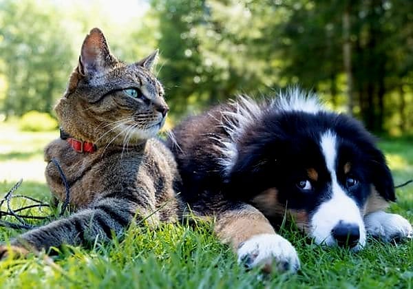 Câmara de Feira terá ponto de coleta de alimentos para a Campanha Natal Solidário Pet