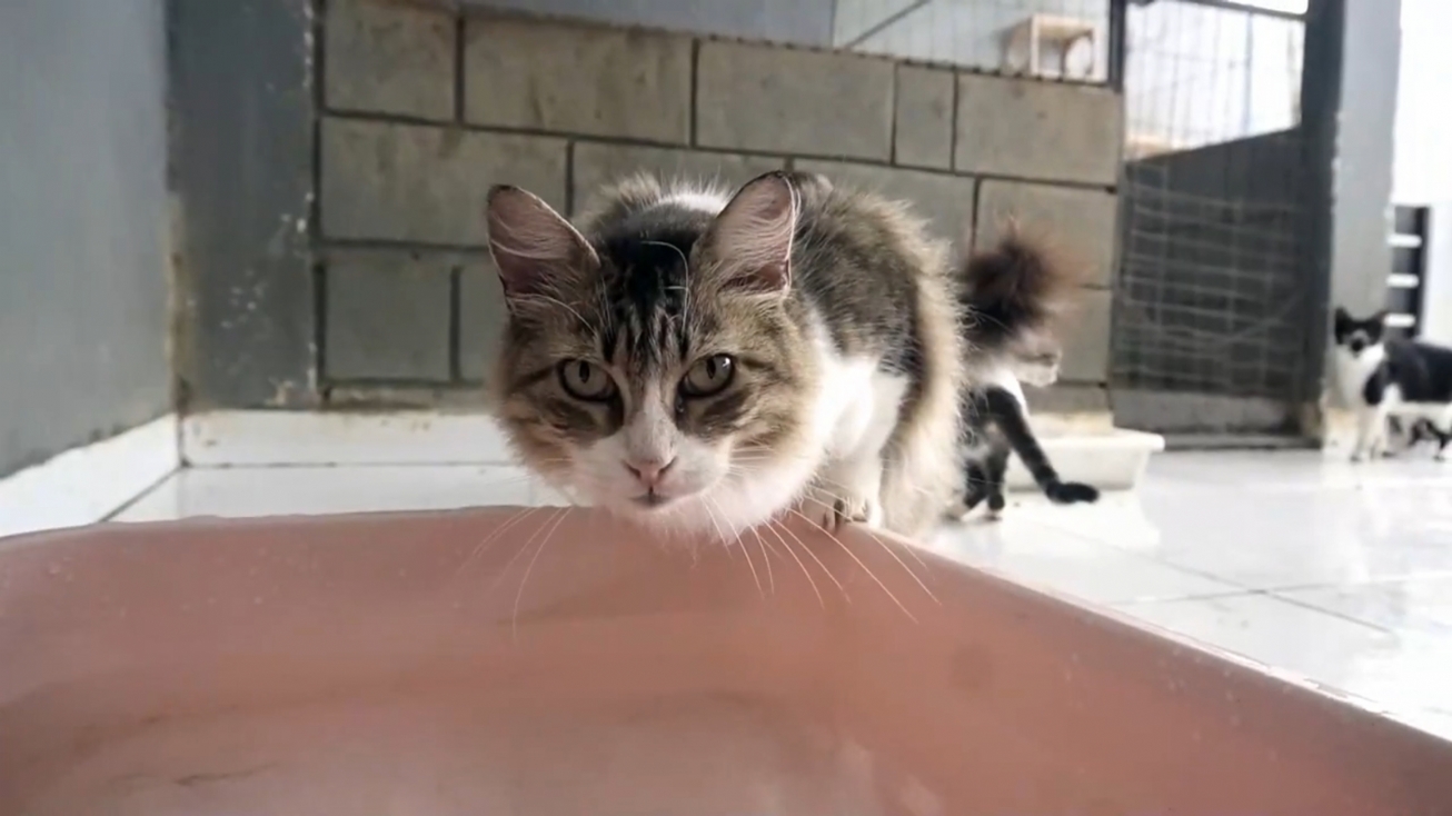 Centro de Zoonoses de Feira atendeu mais de 300 ocorrências de abandono e maus-tratos de animais
